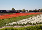 2018-05-04 12-31-41 0001 Bloembollenvelden Hillegom