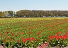 2018-05-04 12-48-05 0009 Bloembollenvelden Hillegom