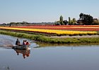 2018-05-04 13-22-18 0022 Bloembollenvelden Hillegom