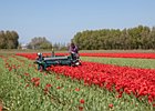 2018-05-04 13-28-34 0025 Bloembollenvelden Hillegom