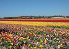 2018-05-04 13-39-18 0029 Bloembollenvelden Hillegom