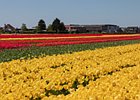 2018-05-04 13-41-24 0031 Bloembollenvelden Hillegom