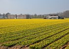 2019-03-22 13-09-29 062 Bollenstreek