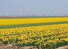 2019-03-22 13-19-03 069 Bollenstreek