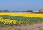 2019-04-05 12-09-00 0006-Pano Bollenstreek