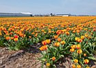 2019-04-05 12-47-47 0009 Bollenstreek