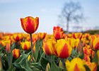 2019-04-05 12-50-47 0011 Bollenstreek