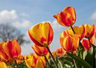 2019-04-05 13-03-03 0034 Bollenstreek