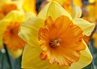 2019-04-07 11-34-49 0022 Keukenhof