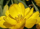 2019-04-07 11-40-42 0025 Keukenhof