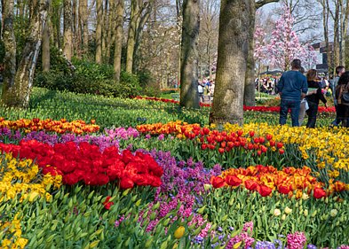 Keukenhof Keukenhof 2019