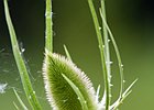 2010-07-04 15-04-36 0061 Distel