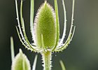 2010-07-04 15-06-03 0063 Distel