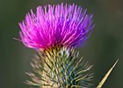 2010-07-17 21-24-16 0075 Paarse distel