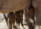 2018-09-29 12-06-27 0012 Dierentuin Wildlands Emmen