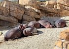 2018-09-29 13-47-38 0050 Dierentuin Wildlands Emmen