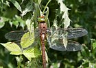 2010-07-04 14-12-40 0028 Libel