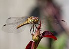 2010-07-18 15-24-28 0067 Libel