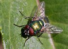 2011-07-03 17-42-06 0081 Vlieg