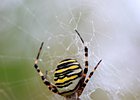 2023-08-11 17-01-35 0106 Wespspin