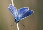 2011-07-10 20-09-09 0025 Icarusblauwtje