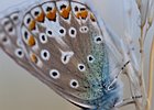 2011-07-10 20-12-03 0030 Icarusblauwtje