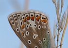2011-07-10 20-14-12 0039 Icarusblauwtje