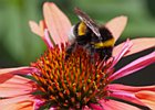 2010-07-18 14-06-46 0036 Hommel