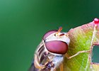 2011-06-08 21-55-22 0004 Zweefvlieg