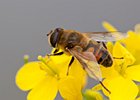 2011-06-26 15-53-25 0145 Zweefvlieg