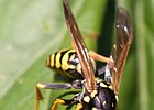 2011-07-03 17-31-15 0046 Wesp