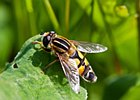 2012-06-02 14-43-25 0089 Zweefvlieg