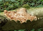 2008-10-19 15-24-46 0012 Paddestoelen