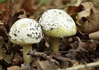 2008-10-19 16-01-10 0019 Paddestoelen