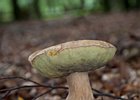 2010-08-28 13-26-55 0013 Paddestoelen