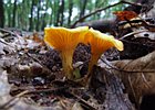 2010-08-29 15-15-08 0017 Paddestoelen