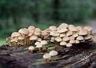 2010-08-29 16-40-36 0092 Paddestoelen