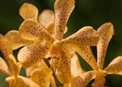 Botanic Gardens