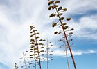 2017-09-25 12-05-23 0014 Carbo Carvoeiro