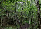 2015-06-13 14-59-46 0083 Ards Forest Park