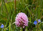 2015-06-13 15-05-42 0087 Ards Forest Park