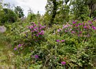 2015-06-13 15-24-27 0092 Ards Forest Park