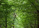 2015-06-13 16-25-40 0102 Ards Forest Park