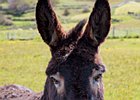 2015-06-14 11-36-17 0002 Fanad Head