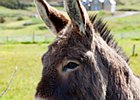 2015-06-14 11-36-47 0005 Fanad Head