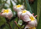 2015-06-03 15-09-49 0025 Belfast, Botanic gardens