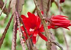 2015-06-03 15-13-49 0025 Belfast, Botanic gardens