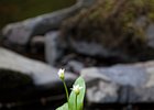 2015-06-05 12-59-14 0039 Glenariff Waterfalls & Forest Park
