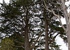 2015-06-04 15-34-27 0069 Glenarm Castle & Garden