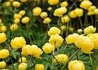2015-06-04 15-49-46 0088 Glenarm Castle & Garden